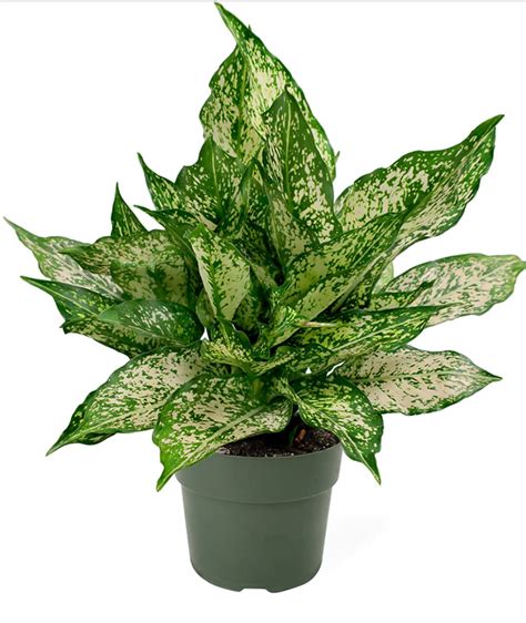 Chinese Evergreen Plant