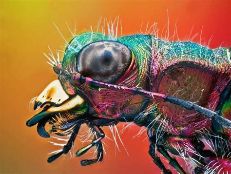 High Magnification Macro Photography By Omid Golzar