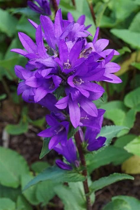 21 Best Purple Perennial Flowers For Your Garden In 2022 Flowers