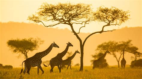 Safaris In Zimbabwe For 2020 2021 Expert Africa