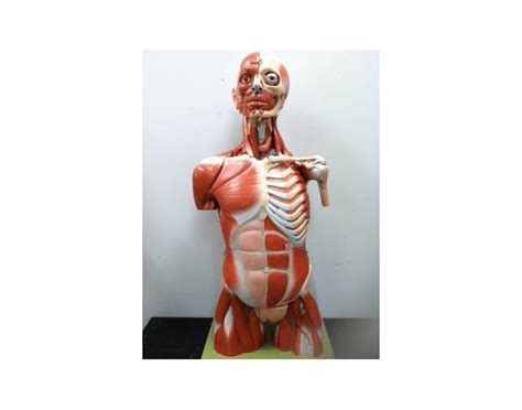 The chest comprises of 12 rib bones on each side of the body. Anterior Muscles of the Torso