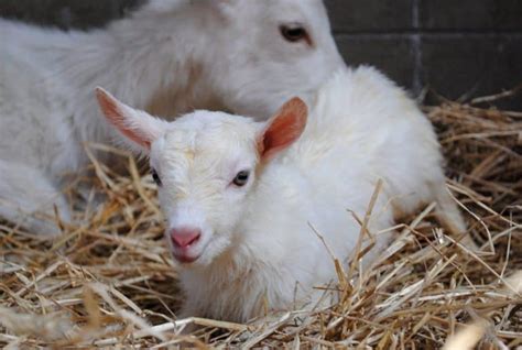 Care Recommendations For Goat Kids The Open Sanctuary Project