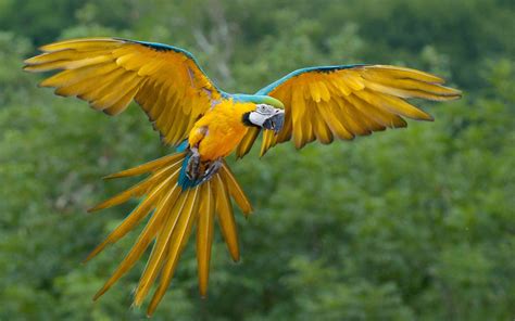 46,368 likes · 78 talking about this. Macaw Parrot Wallpapers - Wallpaper Cave