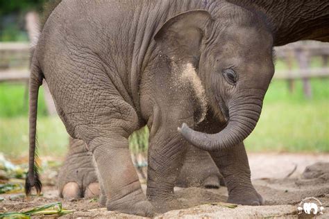 Baby Wan Mai Save Elephant Foundation