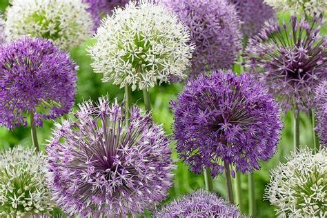 How To Cultivate Allium The Ball Like Flower Great Ideas For Your
