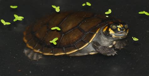 8 Interesting Facts About Yellow Spotted Amazon River Turtle Animal