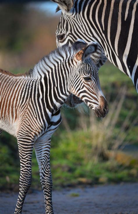 Chester Zoo Welcomes A Grevys Zebra Zooborns
