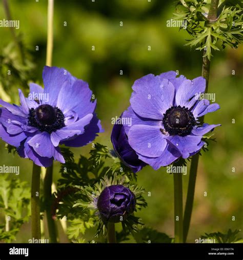 Blue Anemones Uk Spring Flowers Stock Photo Alamy