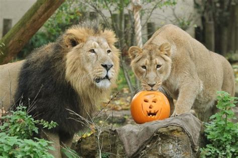 Asiatic Lion And Gir Forest London Zoos Animals Get Into