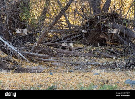 Cottonwood Leaves Hi Res Stock Photography And Images Alamy