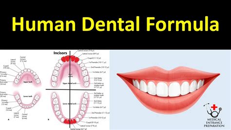 Human Dental Formula Primary And Permanent By Dr Raman Dhungel