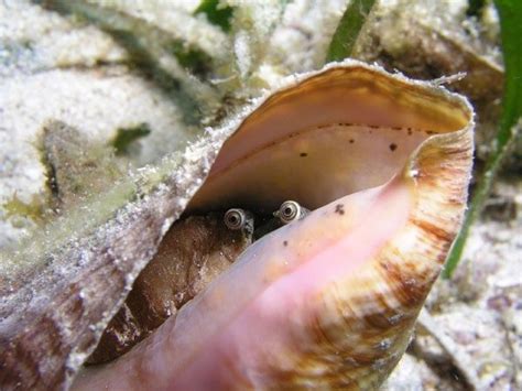 Conch Snails Have Eyes And They May Be The Weirdest Cute Thing You See