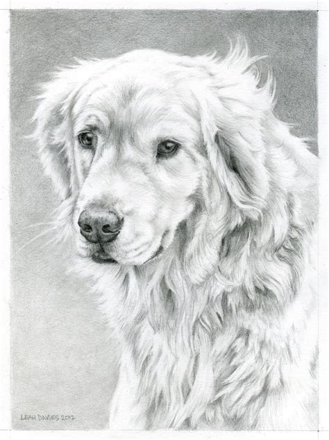 Golden Retriever Dog Coloring Pages A Fun And Creative Way To Entertain