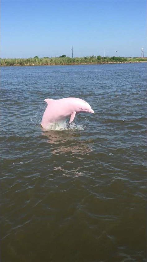 Incredibly Unique And Rare Pink Dolphin Caught On Camera Swimming In A