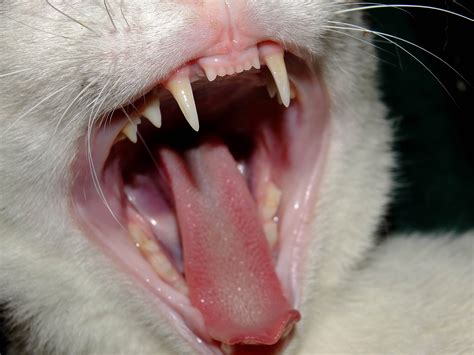 File Cat Teeth Wikimedia Commons