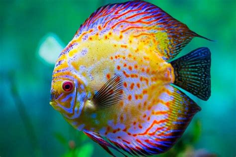 Everything You Need To Know To Take Care Of The Discus Fish The King