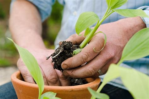 How To Grow Banana Plants Bbc Gardeners World Magazine