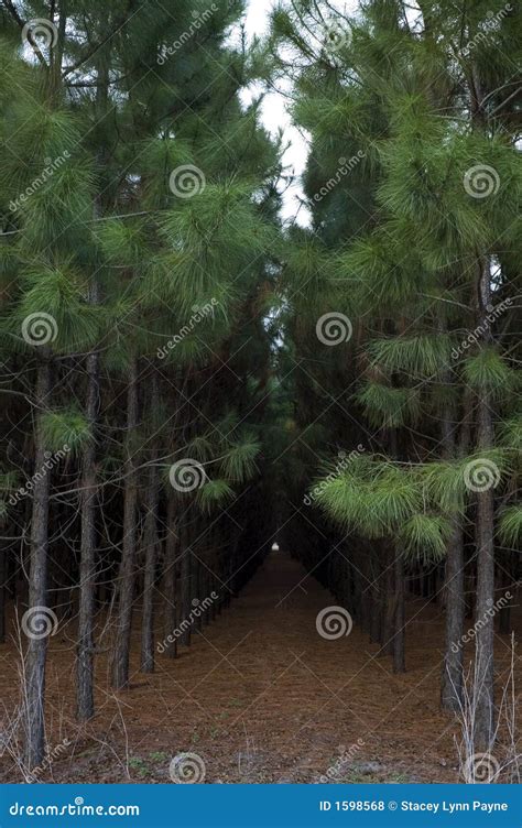 Planted Pines Stock Photo Image Of Green Evergreen Rows 1598568
