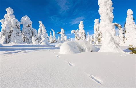Explore The Hauntingly Beautiful Frozen Forests Of Finland