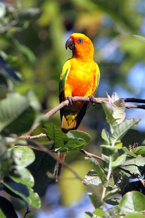 Check spelling or type a new query. Top World News For All: Parakeet Bird Information