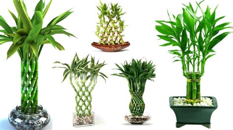 Design Of Lucky Bambooindoor Plant Lucky Bamboo Youtube