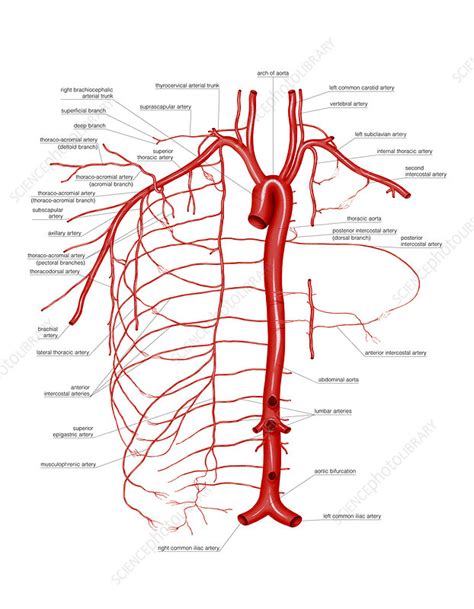 The posterior chest wall is formed by the 12 thoracic vertebrae, their transverse processes, and the 12 ribs (figure 181). Arterial system of Thoracic wall, artwork - Stock Image ...