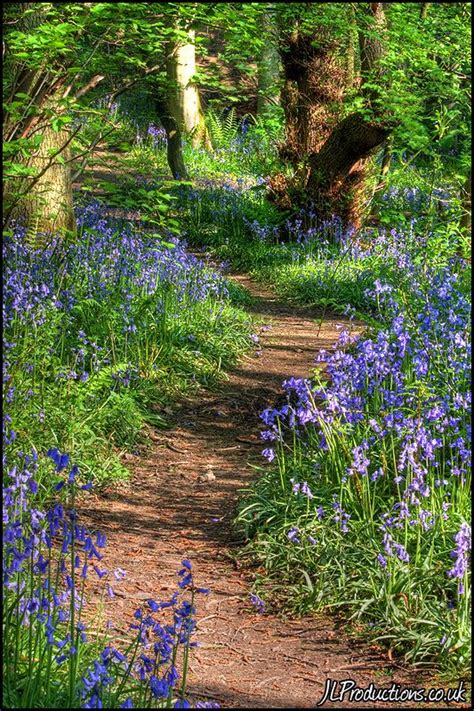 172 Best Images About Garden Paths And Walkways On Pinterest