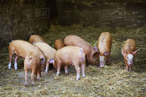A Group Of Pigs In A Barn Stock Photo Dissolve