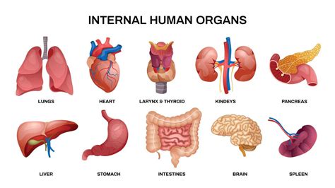 Human Anatomy Organs Diagram
