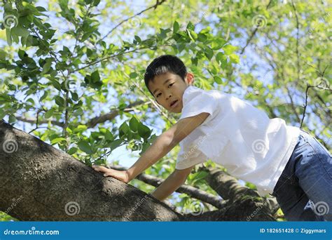 Japanese Boy Climbing The Tree Stock Photo Image Of Human School