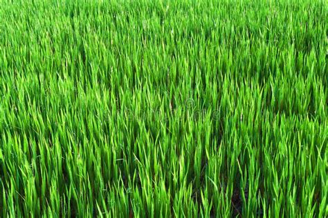 Tall Grass Stock Image Image Of Green Background Pasture 54347565
