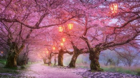 Anime Scenery Cherry Blossoms Background
