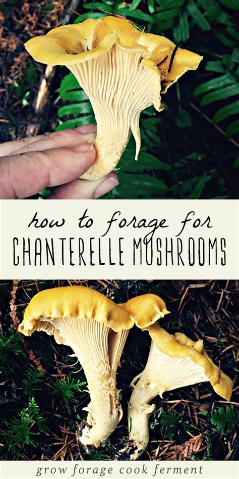 Foraging For Chanterelle Mushrooms