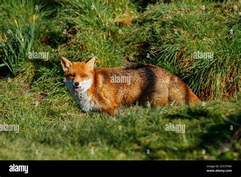 European Red Fox Vulpes Vulpes Stock Photo Alamy