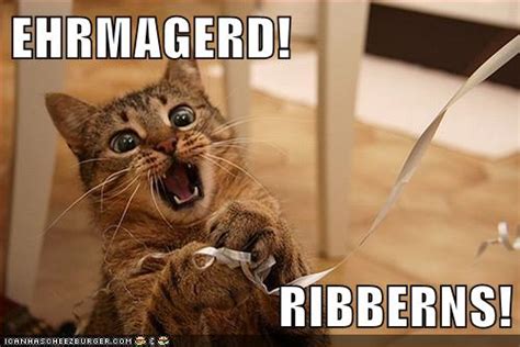 Lolcats Ermahgerd Lol At Funny Cat Memes Funny Cat Pictures With