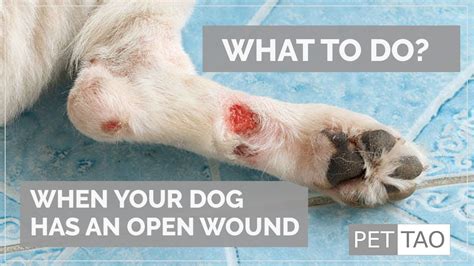 Treating Open Wounds On Your Dog Pet Tao Holistic Pet Products