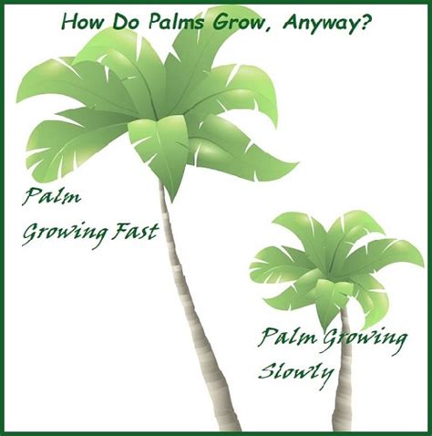 How Do Palm Trees Grow Good Ask We Show You