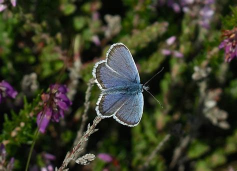 Silver Studded Blue Plebejus Argus South Stack Nr Paul Flickr