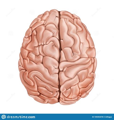 The Human Brain. Top View. Medical Didactic Anatomy Illustration ...