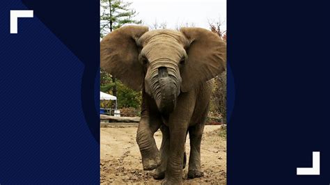 Elephant Max Passes Away One Week After 2 Others Died At Grants Farm