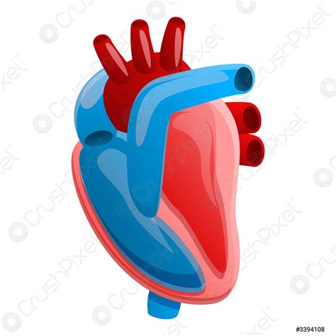 Icono De Corazón Humano De Anatomía Estilo De Vector De Stock