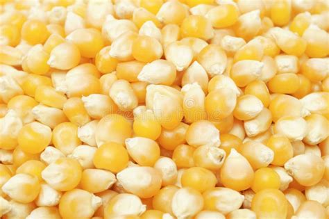 Popcorn Kernels Stock Image Image Of Diet Agriculture 16274865