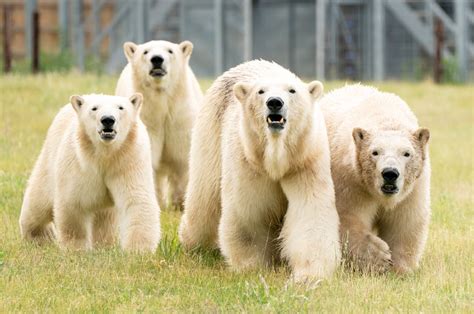 Yorkshire Park Becomes Second Largest Polar Bear Centre In The World