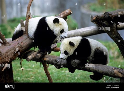 China Sichuan Province Wolong Panda Reserve Giant Panda Cubs