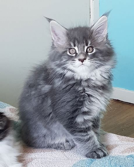 Ukpets found the following maine coon for sale in the uk. Our Kittens | Maine Coon Kittens for Sale in UK