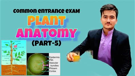 Plant Anatomy 5 Youtube