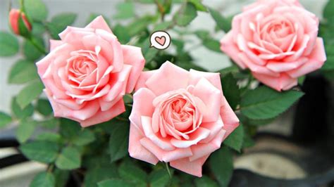 6 Cara Merawat Bunga Mawar Agar Subur Dan Berbunga Indah Orami