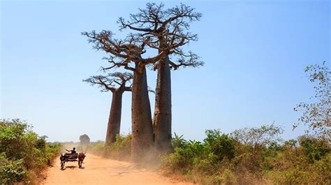 Travels in small town america: Madagascar: The Lost Continent by Explore | Bookmundi