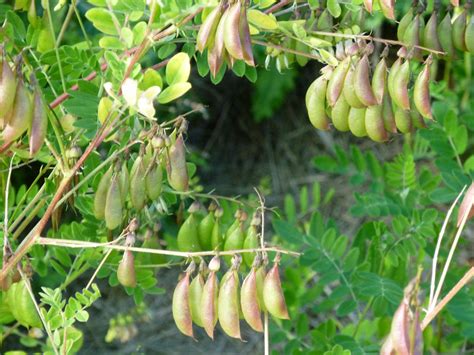 Astragalus Membranaceus Vlezige Hokjespeul Corona Natuurlijk Genezen