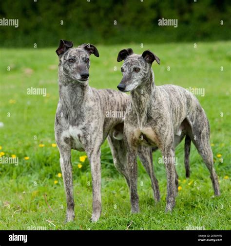 Lurchers Hi Res Stock Photography And Images Alamy